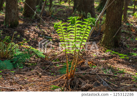 Ferns growing on the forest floor of a coniferous forest in Nagahama, Shiga Prefecture 125312286