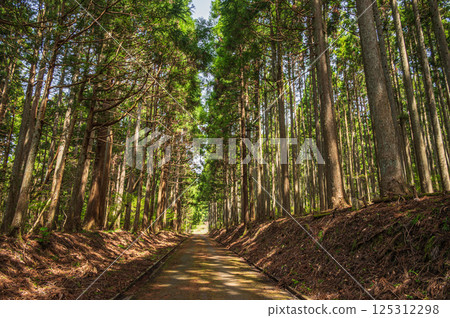 滋賀縣長濱市湖北地區的針葉林 125312298