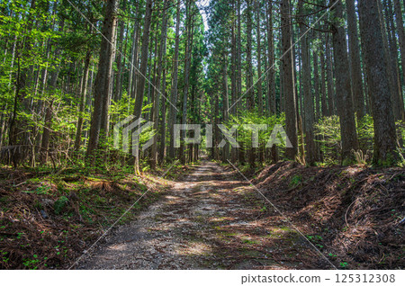 Coniferous forest in the Kohoku region of Shiga Prefecture, Japan. Ferns growing on the forest floor. Nagahama City. 125312308