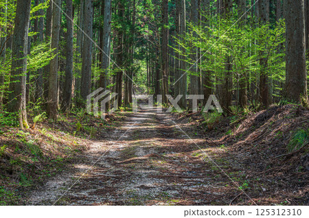 滋賀縣長濱市湖北地區的針葉林 滋賀縣長濱市湖北地區的針葉林 125312310