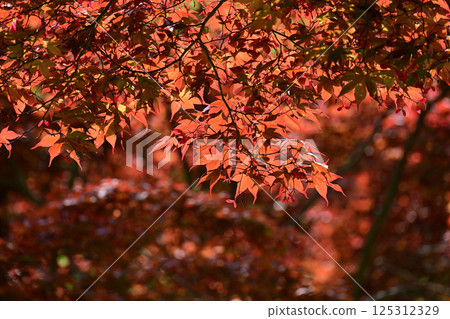 Nomuramo Misji Nomuramo Misji 125312329