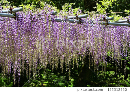  紫藤花 125312330
