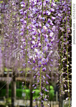 紫藤花 紫藤花 125312332