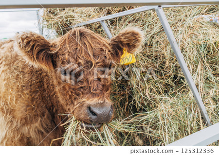 Galloway cattle breed for meat production 125312336