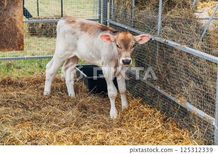 young calf of Swiss cattle breed 125312339