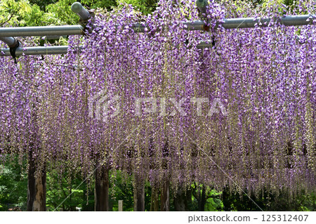  Wisteria flowers 125312407