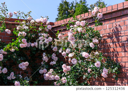 北海道由仁町磚牆上盛開的粉紅色攀緣玫瑰 [七月] 125312436