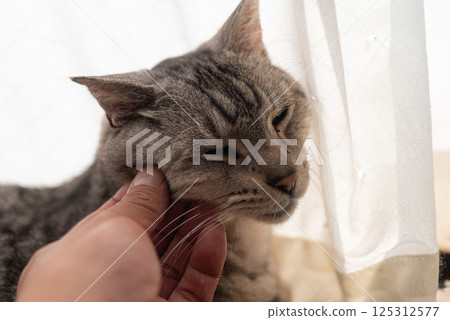 Owner petting a cat, tabby cat Owner petting a cat, tabby cat 125312577