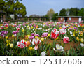 五彩繽紛的鬱金香花田盛開 125312606