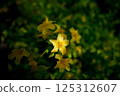 可愛的小山吹 125312607