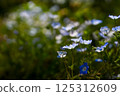 一束美麗的粉蝶花 125312609