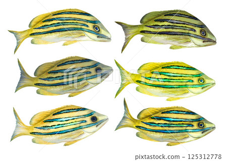 Tropical yellow fish with blue stripes. Watercolor common bluestripe snapper fish template with textures for marine-themed designs children's books, educational materials, textile, snorkeling, diving. 125312778