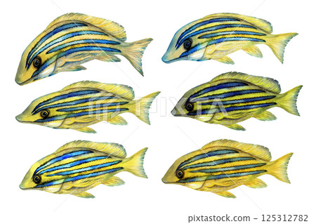 Tropical yellow fish with blue stripes. Watercolor common bluestripe snapper fish template with textures for marine-themed designs children's books, educational materials, textile, snorkeling, diving. 125312782