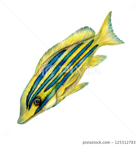 Tropical yellow fish with blue stripes. Watercolor common bluestripe snapper fish template with textures for marine-themed designs children's books, educational materials, textile, snorkeling, diving. 125312783