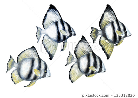 Tropical fish with black stripes and yellow fins. Watercolor realistic platax fish template with detailed textures for sea designs, children's books, educational, textiles, snorkeling, diving. Tropical fish with black stripes and yellow fins. Watercolor realistic platax fish template with detailed textures for sea designs, children's books, educational, textiles, snorkeling, diving. 125312820