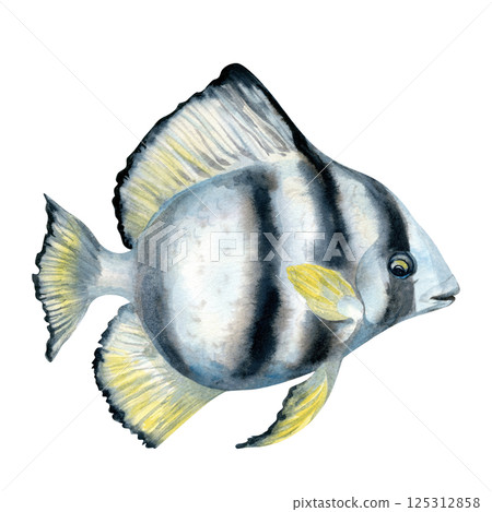 Tropical fish with black stripes and yellow fins. Watercolor realistic platax fish template with detailed textures for sea designs, children's books, educational, textiles, snorkeling, diving. Tropical fish with black stripes and yellow fins. Watercolor realistic platax fish template with detailed textures for sea designs, children's books, educational, textiles, snorkeling, diving. 125312858