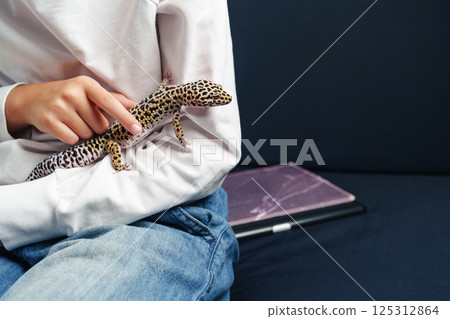 Leopard gecko rests on a child's arm while sitting on a couch at home in the afternoon 125312864