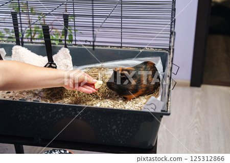 Guinea pig enjoys a treat from a hand in a cozy home environment during daytime 125312866