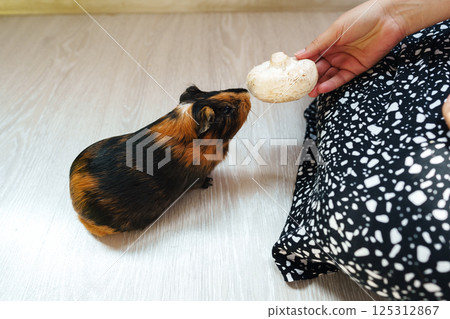 Guinea pig interacts with a human hand offering food in a cozy indoor setting 125312867