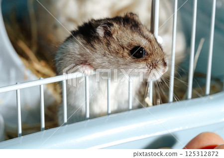 Cute pet dwarf hamster exploring its cage in a cozy indoor setting during the daytime 125312872