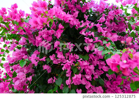 Vibrant bougainvillea blossoms thriving in lush greenery on a sunny day 125312875