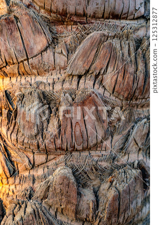 Detailed view of a weathered palm tree trunk showcasing texture and patterns in natural sunlight Detailed view of a weathered palm tree trunk showcasing texture and patterns in natural sunlight 125312877