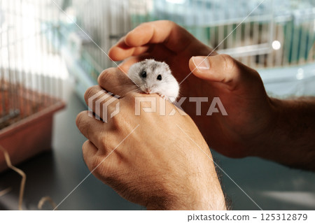 Caring for a pet hamster during a gentle interaction in a well-lit indoor setting 125312879