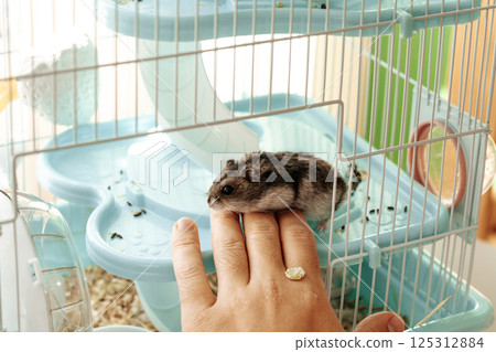 Hamster exploring a person's hand while perched on a cage during a household afternoon activity Hamster exploring a person's hand while perched on a cage during a household afternoon activity 125312884