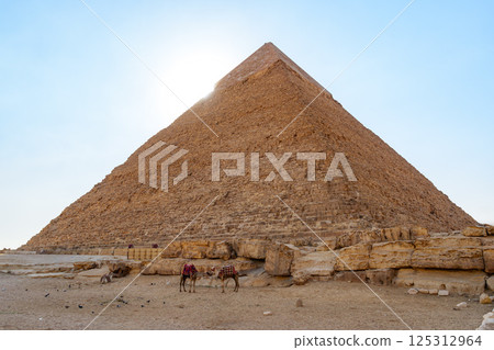 Giza Pyramids under a clear sky with camels grazing in the foreground during midday Giza Pyramids under a clear sky with camels grazing in the foreground during midday 125312964