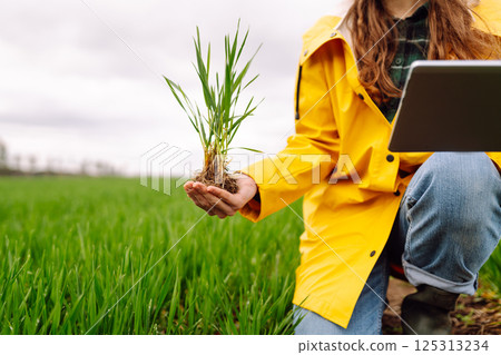 A young farmer woman in a green field, intently using a tablet. The concept of technology, gardening A young farmer woman in a green field, intently using a tablet. The concept of technology, gardening 125313234