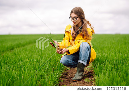 Farmer woman holding green wheat sprouts, checking growth. Scientist is checking the plant. 125313236