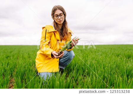 Farmer woman holding green wheat sprouts, checking growth. Scientist is checking the plant. Farmer woman holding green wheat sprouts, checking growth. Scientist is checking the plant. 125313238