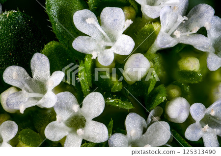 Nodisha's Flower Nodisha's Flower 125313490