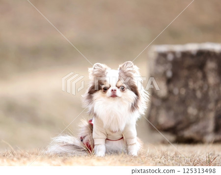 Chihuahua Chihuahua 125313498