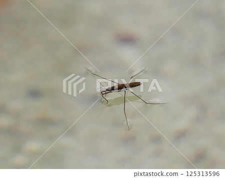 水面上的Amenbo 125313596