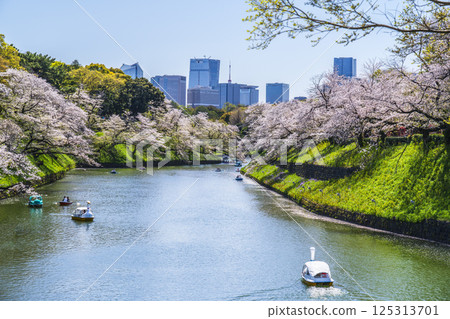 Springtime Chidorigafuchi: Cityscape with cherry blossoms in bloom [Chiyoda Ward, Tokyo] 125313701