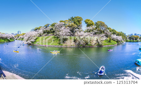 春天的千鳥淵全景[東京都千代田區] 125313704