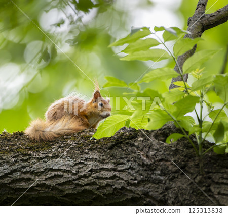 red squirell on the branch red squirell on the branch 125313838