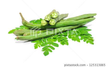 Moringa oleifera isolated on white background Moringa oleifera isolated on white background 125313865
