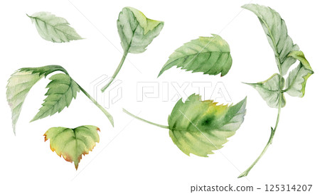 Leaves of flower, bush tree plant foliage hand drawn in watercolor, Raspberry maple sycamore poplar lilac. Isolated botanical nature illustration. Wedding florist, scrapbooking decoupage, cosmetics 125314207