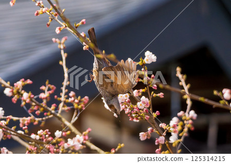 A brown-eared bulbul takes off from a cherry blossom branch A brown-eared bulbul takes off from a cherry blossom branch 125314215