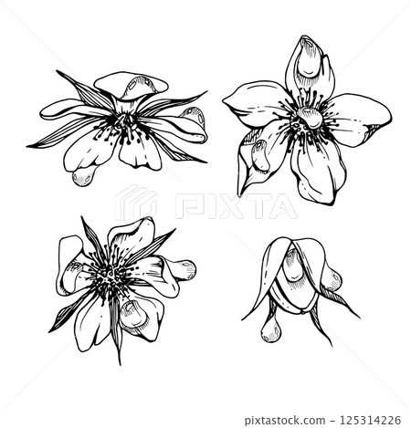 Early spring flower buds in water dew drops, cherry sakura apple blossom, hand drawn in vector ink, tree bush berry plant. Single object isolated illustration set. Wedding florist shop, scrapbooking. 125314226