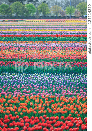 Colorful tulip fields in spring 125314230
