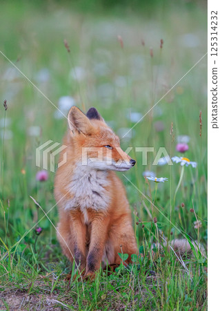 一隻紅狐狸站在野花中間 一隻紅狐狸站在野花中間 125314232