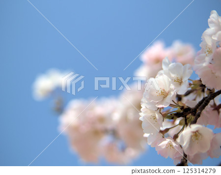 Beautiful cherry blossoms blooming in April under blue skies Beautiful cherry blossoms blooming in April under blue skies 125314279