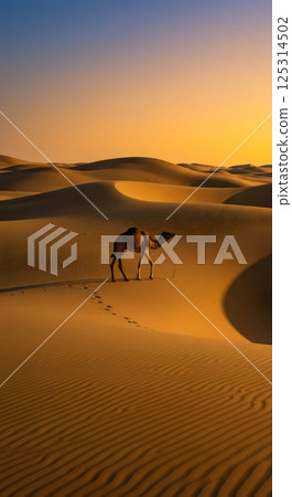 camel walks across the golden sand dunes at sunset casting a soft shadow behind it and creating mottled textures on the sand 125314502