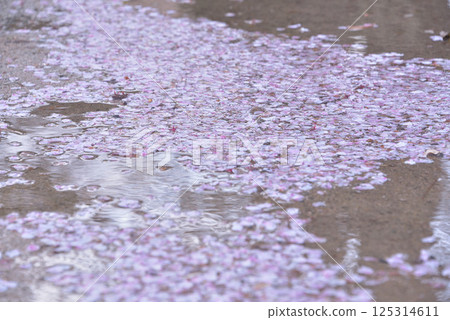 海軍上將櫻花 海軍上將櫻花 125314611