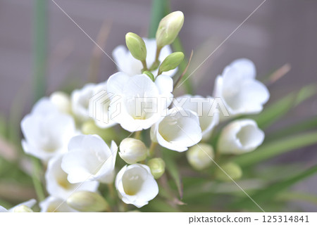 Freesia 125314841
