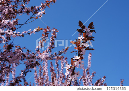 Plum blossoms in spring. Blue clear sky. Place for text. 125314863