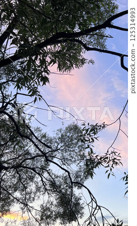 Evening sky through trees. Low angle. Purple sky. 125314993